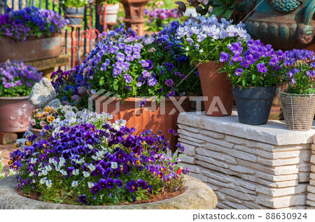 Rosa & Berry Tawada Viola 組植 Rosa & Berry Tawada Viola 組植 88630924