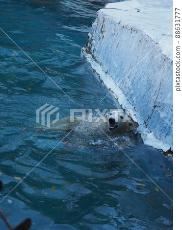 游泳北極熊侯瓚 游泳北極熊侯瓚 88631777
