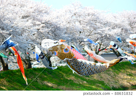 Cherry Blossoms and Carp streamers Asawizawa 88631832