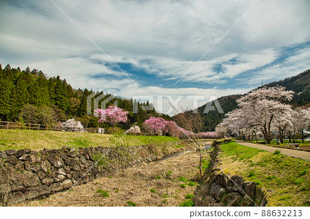 Sakura Ichijodani Asakura Ruins 88632213
