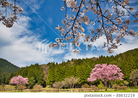 Sakura Ichijodani Asakura Ruins 88632219
