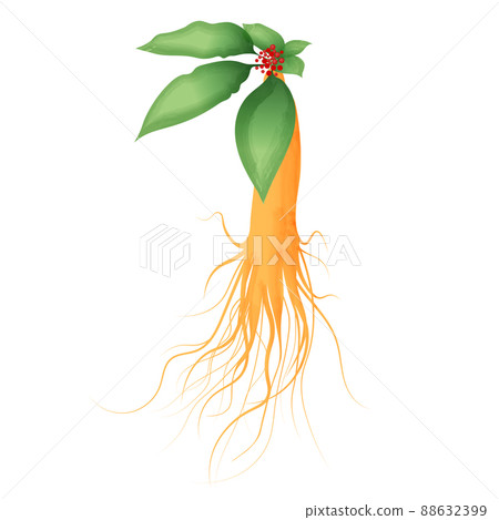 人參的插圖 88632399