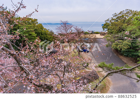 (Hyogo Prefecture) Sumoto City Sumoto Castle Ruins Cherry blossoms have begun to bloom (Hyogo Prefecture) Sumoto City Sumoto Castle Ruins Cherry blossoms have begun to bloom 88632525