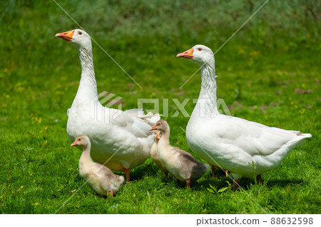 Goose with gosling on the shore river in the springtime. 88632598