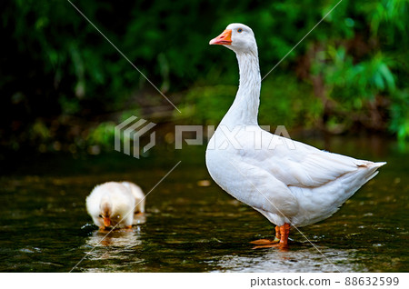 Goose with gosling on the shore river in the springtime. Goose with gosling on the shore river in the springtime. 88632599