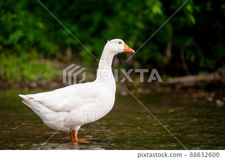 White goose in a river 88632600