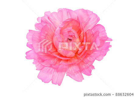 [Ranunculus] (depth synthesis) 88632604