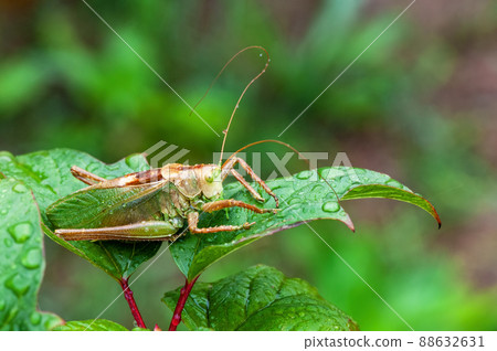 Grass Hopper. A differential grasshopper hanging out in a summer meadow 88632631