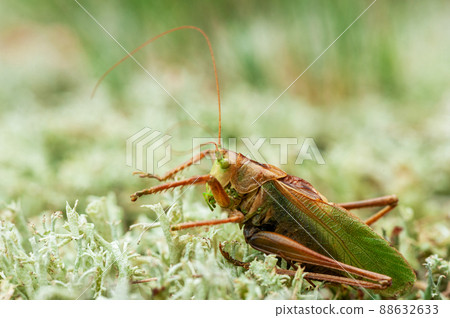 Grass Hopper. A differential grasshopper hanging out in a summer meadow 88632633