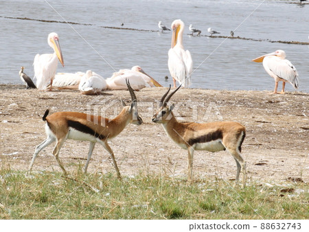 Gazelle glaring at each other before the duel 88632743