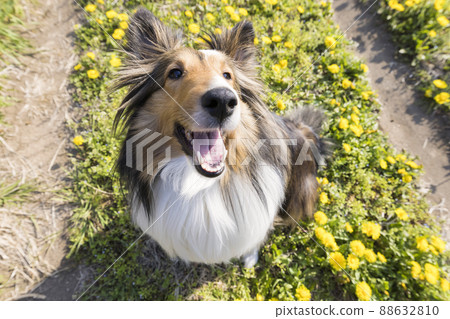 蒲公英和狗Sheltie 88632810