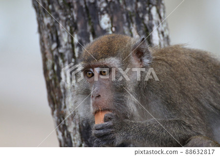 Cynomolgus monkey during a meal Cynomolgus monkey during a meal 88632817