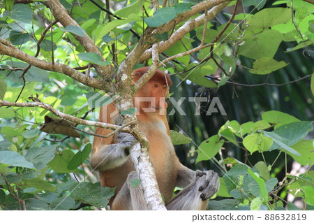 長鼻猴俯視 88632819