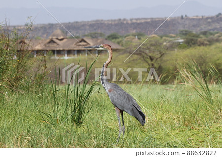 World's largest goliath heron 88632822
