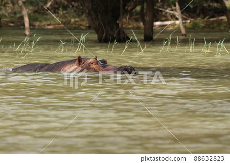 A hippo with closed eyes swimming on the surface of the water A hippo with closed eyes swimming on the surface of the water 88632823