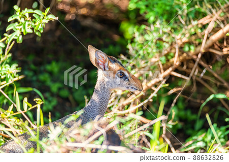 Dik-Dik antelope, Omo Valley, Ethiopia 88632826
