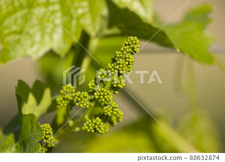 Early spring flovers vines, Southern Moravia, Czech Republic 88632874