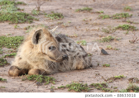 斑鬣狗在非洲土地上放鬆 88633018