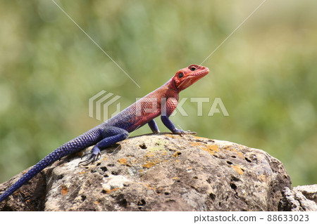 African spider man 88633023