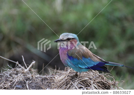 African iridescent bird African iridescent bird 88633027