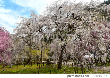 Weeping cherry tree of Chichibu Seiunji Weeping cherry tree of Chichibu Seiunji 88633183