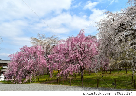 Weeping cherry tree of Chichibu Seiunji Weeping cherry tree of Chichibu Seiunji 88633184