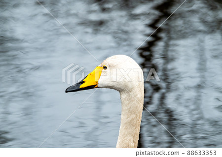 Tundra Swan - Cygnus bewickii swimming on lake in County Donegal - Ireland Tundra Swan - Cygnus bewickii swimming on lake in County Donegal - Ireland 88633353