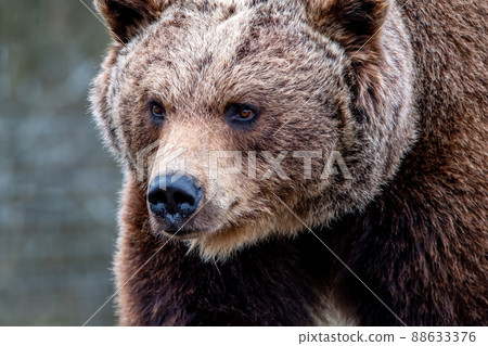 Close up big brown bear in spring forest Close up big brown bear in spring forest 88633376