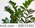 Zamioculcas zamifolia plant on white background. Close up of zamioculcas zamiifolia leaves. 88633402