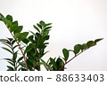 Zamioculcas zamifolia plant on white background. Close up of zamioculcas zamiifolia leaves. 88633403
