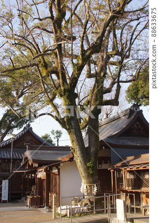 古神社(京都) 古神社(京都) 88633675