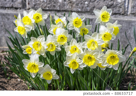 Narcissus 88633717
