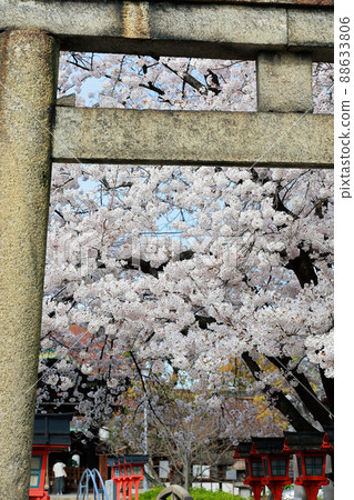 Sakura at Rokusonno Shrine in Kyoto Prefecture Sakura at Rokusonno Shrine in Kyoto Prefecture 88633806