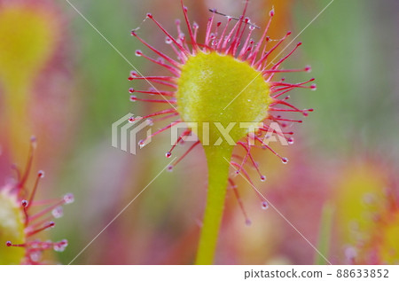Drosera rotundifolia up in the wetlands 88633852