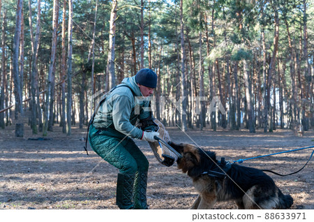 German Shepherd holds bite sleeve in its mouth. An adult male swings to strike the dog with a stick. Dogs training for guard and guard duty. Selective Focus. Noise, grain effect. German Shepherd holds bite sleeve in its mouth. An adult male swings to strike the dog with a stick. Dogs training for guard and guard duty. Selective Focus. Noise, grain effect. 88633971