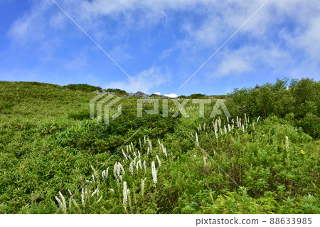 Actaea simplex on the eastern mountain trail, Mt. Ibuki, Maibara City, Shiga Prefecture, August 88633985