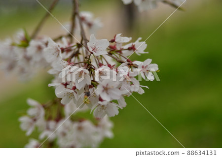 Cherry Blossoms Cherry Blossoms 88634131