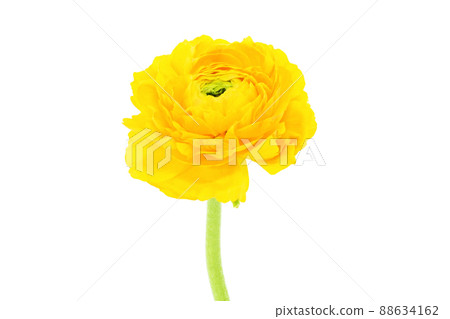 [Ranunculus] (depth synthesis) 88634162