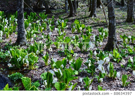 Water Basho Blooming Hakone Wet Garden 88634397