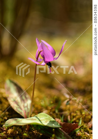 Hakone Botanical Garden where Kataguri blooms Hakone Botanical Garden where Kataguri blooms 88634398