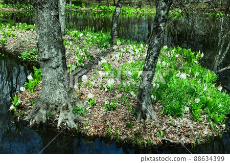 Water blooming at the water's edge 88634399