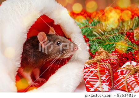 New Year concept, toys.Cute decorative rat sits with gifts. New Year's gifts, holiday, congratulations. 88634819