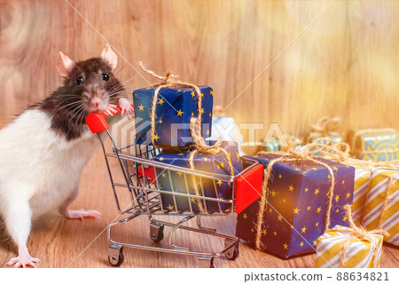 New Year concept, toys.Cute decorative rat sits with gifts. New Year's gifts, holiday, congratulations. New Year concept, toys.Cute decorative rat sits with gifts. New Year's gifts, holiday, congratulations. 88634821