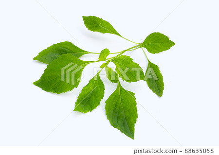 Tree Basil leaves (Ocimum gratissimum) on white background. 88635058