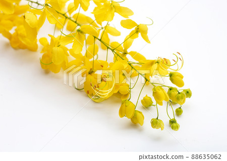 Golden shower or cassia fistula flower on white background. 88635062