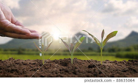 Displaying the stages of plant growth and watering of plants, planting ideas and investments for farmers. 88635064