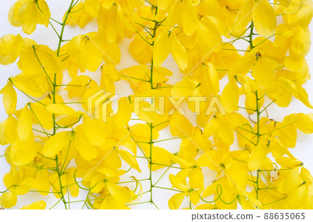 Golden shower or cassia fistula flower on white background. Golden shower or cassia fistula flower on white background. 88635065