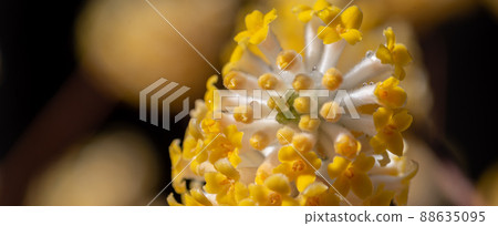 Mitumata flowers 88635095