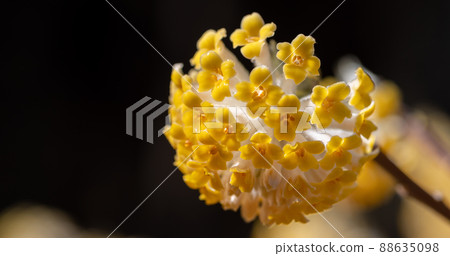 Mitumata花 88635098