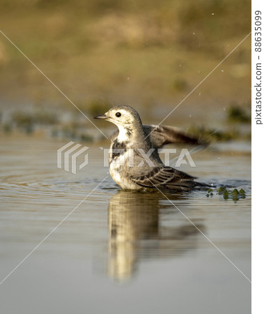 white wagtail or motacilla alba closeup or portrait bathing or splashing in puddle water at keoladeo national park or bharatpur bird sanctuary rajasthan india asia white wagtail or motacilla alba closeup or portrait bathing or splashing in puddle water at keoladeo national park or bharatpur bird sanctuary rajasthan india asia 88635099